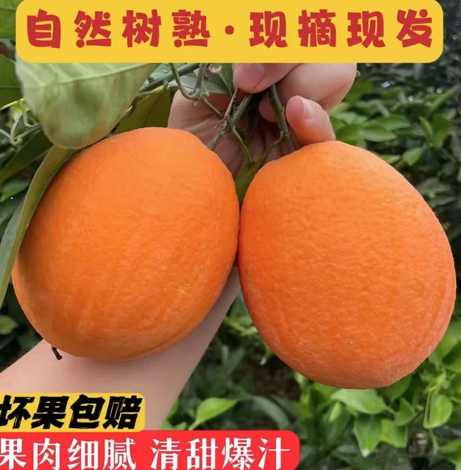 刘粉条专属正宗奉节脐橙【假一赔十】现摘现发