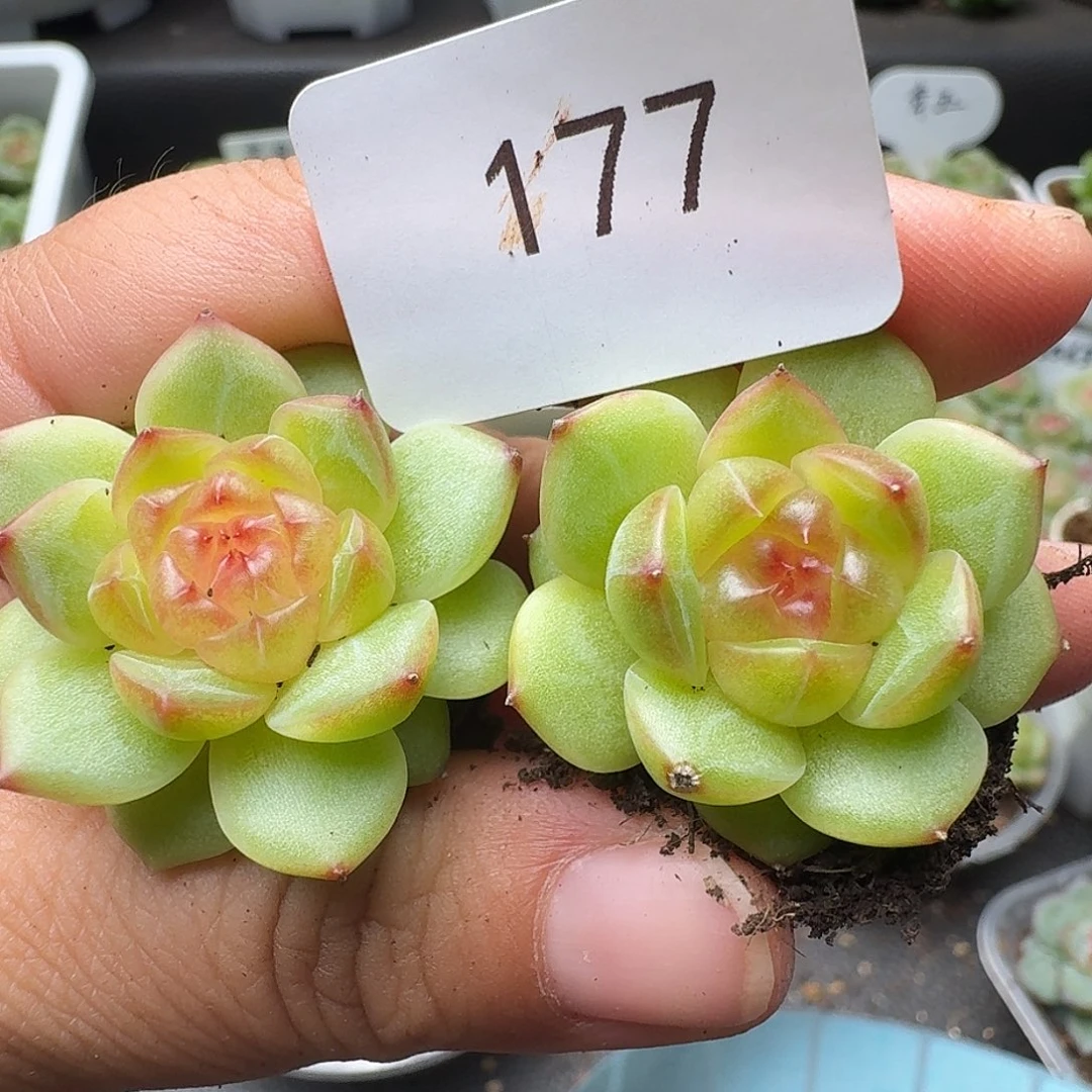 一物一拍一物一拍918-177