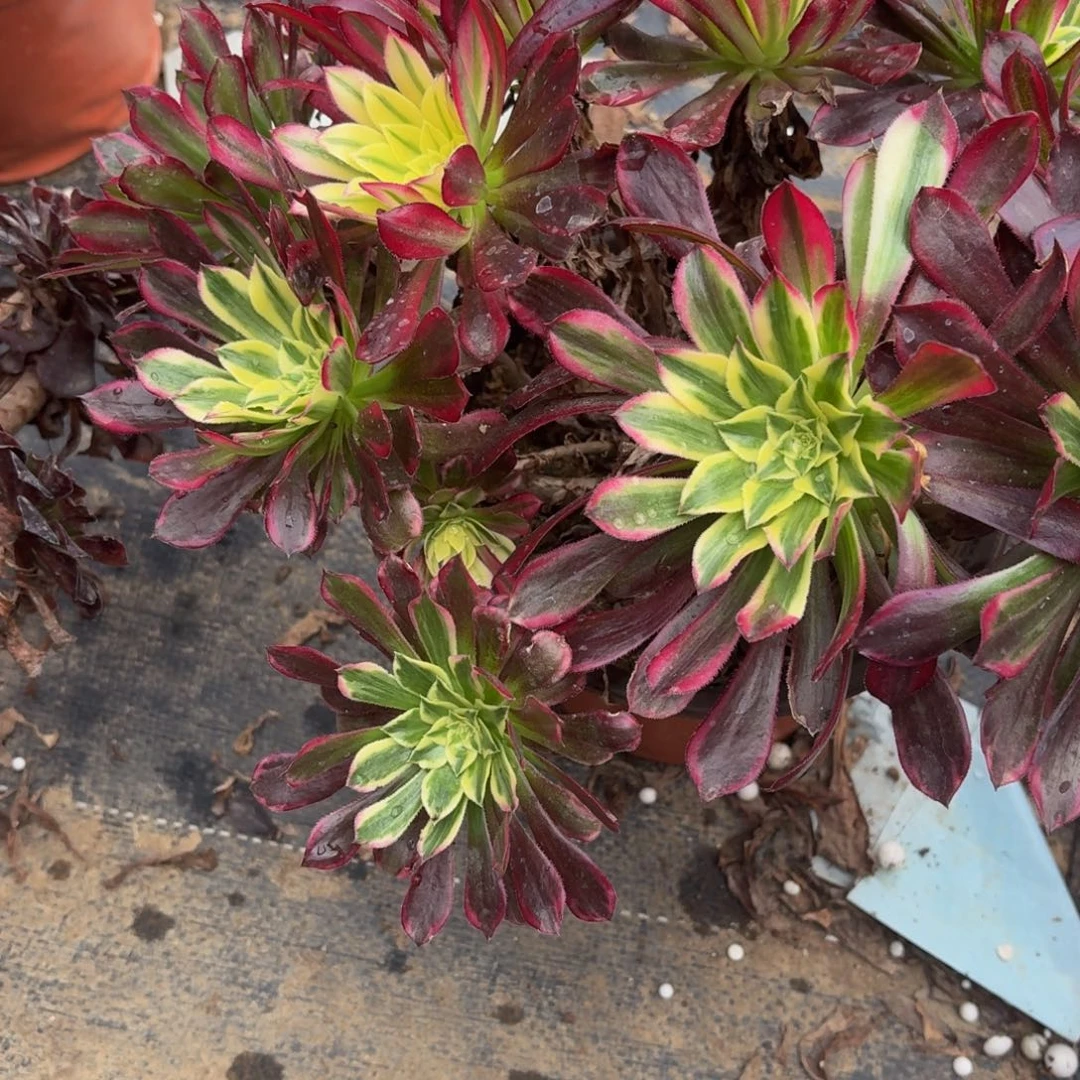 05多肉植物捧花的时候，