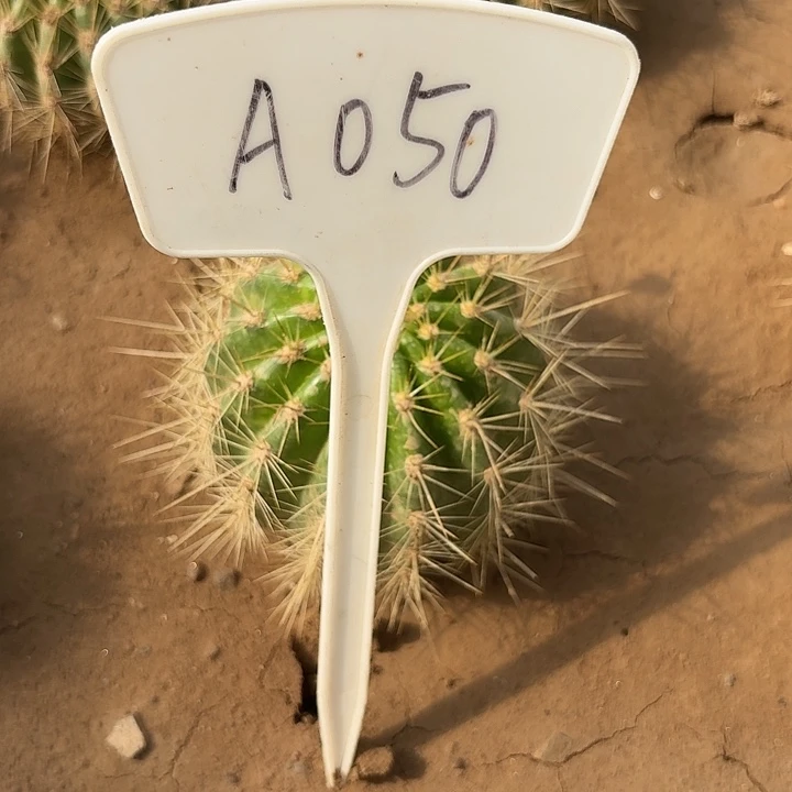 l*林A050,柠檬心毛花柱