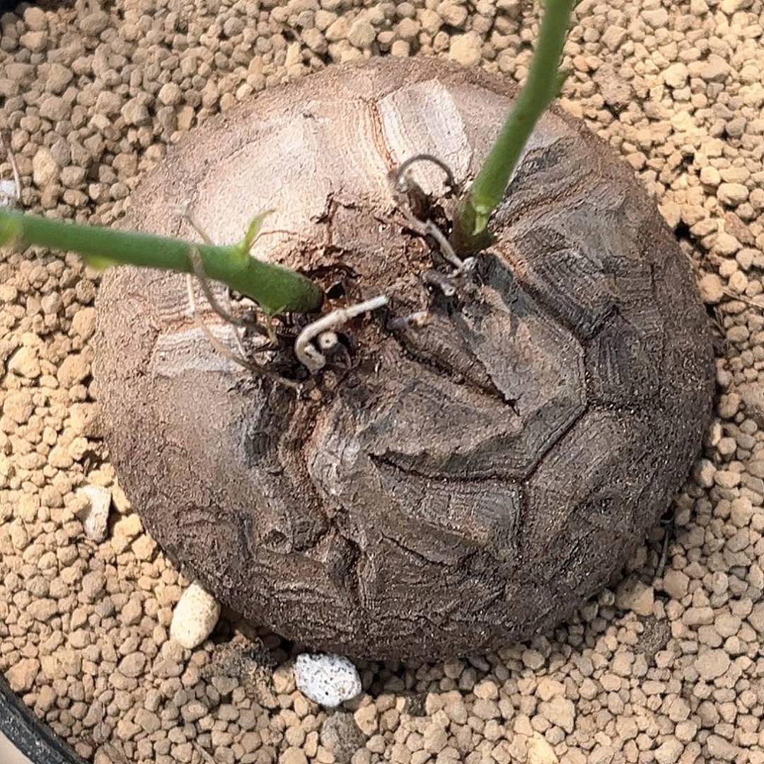 潮流植物 龟甲龙 双芽点