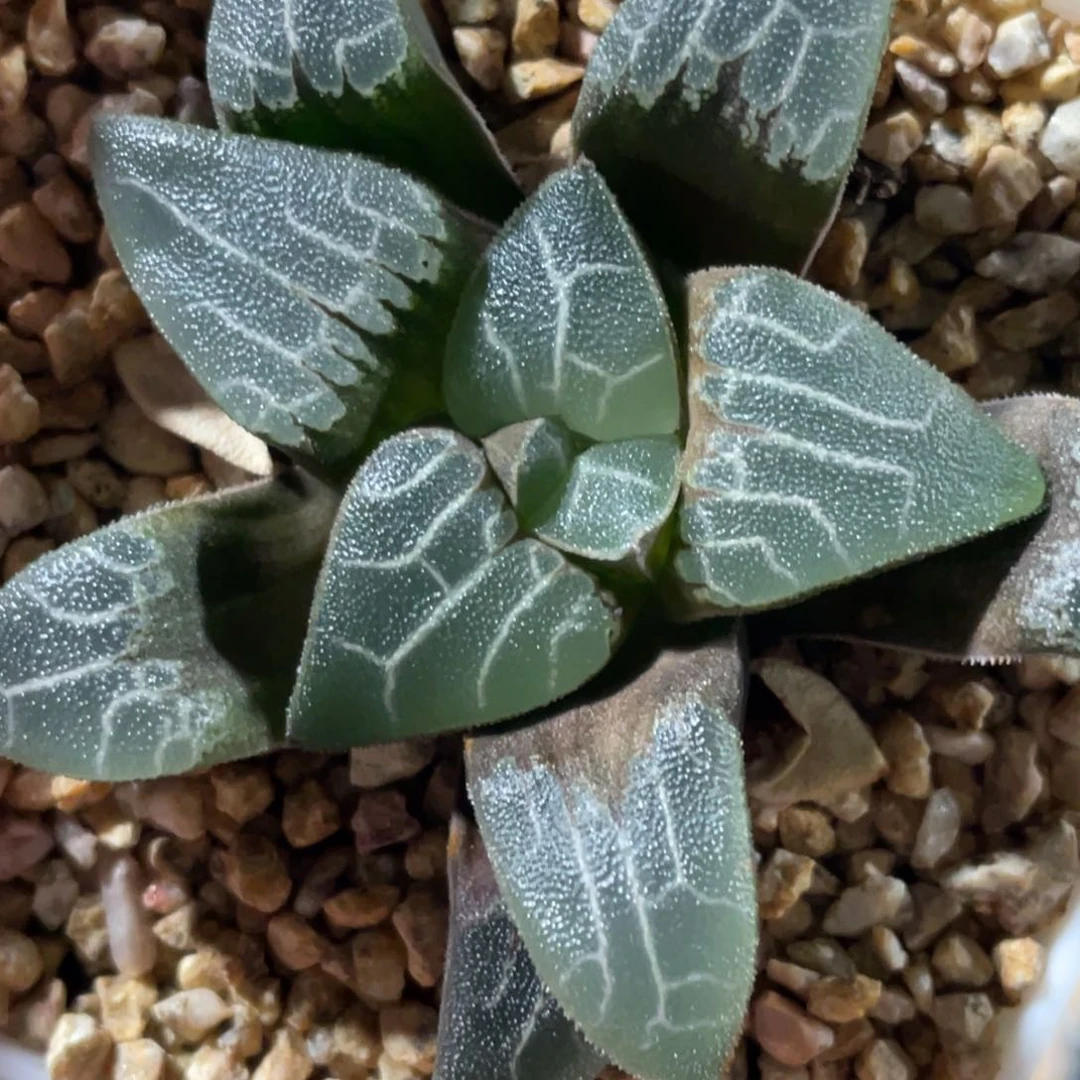 随***个实生默认脱土发货带盆不售后