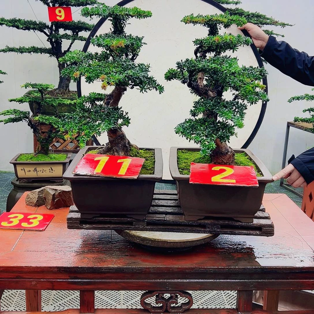 不开花植物罗汉松