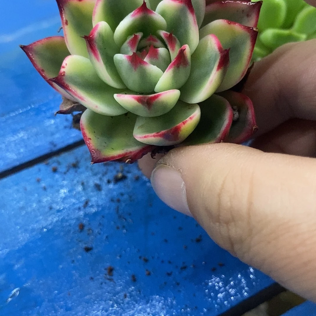 746桃花锦宽叶炸多肉植物哇啦塞