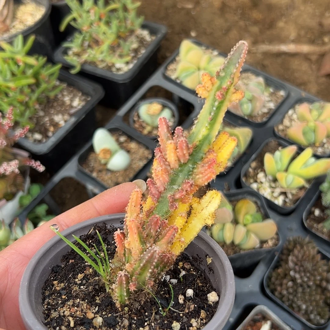 多肉植物万重山锦