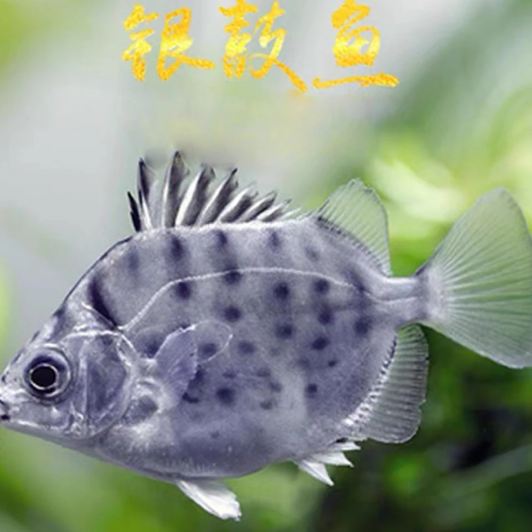 金鼓鱼银鼓鱼清洁观赏鱼可群养适合新手的水族宠物
