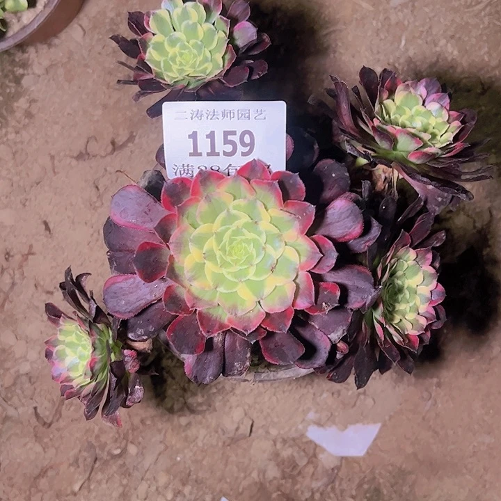 1159天和多肉老桩