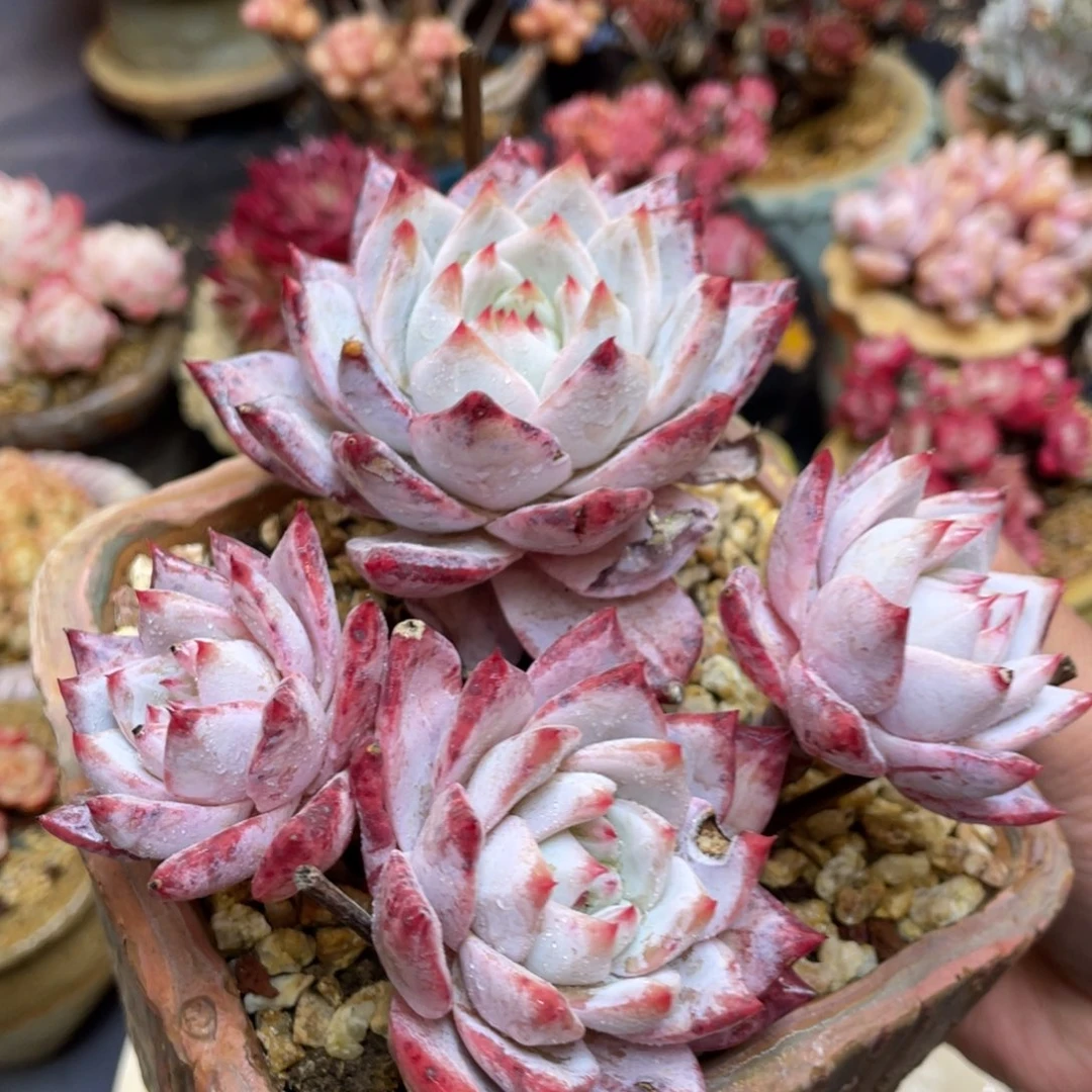 血斑粉蓝鸟四头群生