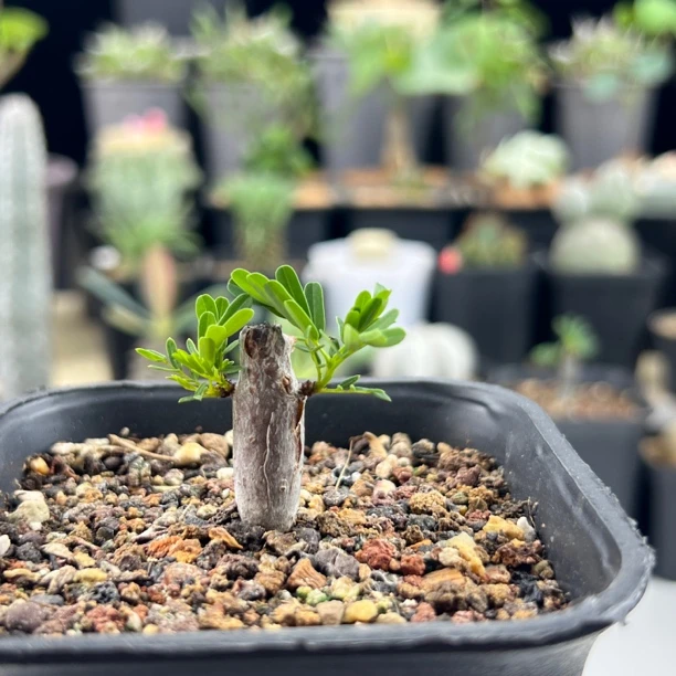 沙漠苏木实生株一物一拍带盆发
