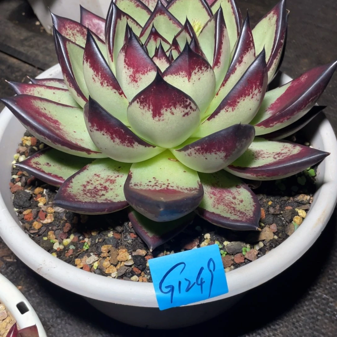 多肉植物多肉植物1249