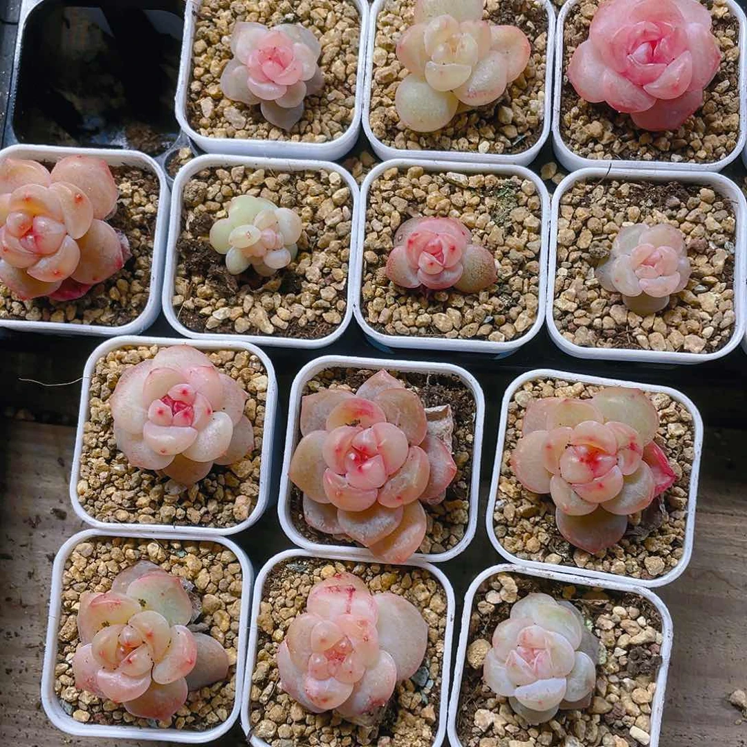 桃坞穴一个满25包邮