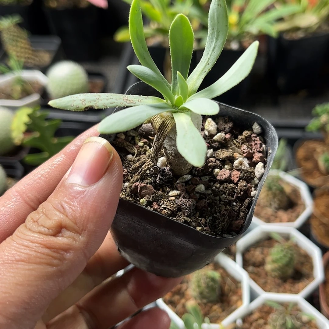 刨花菊单头发货单头发货