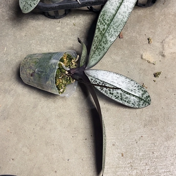 全部花苞云豹分生福利不售后