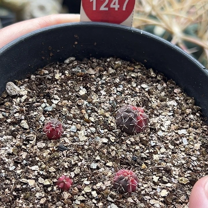 实生四棵白刺瑞昌玉锦