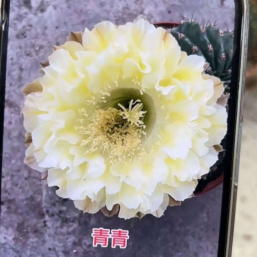 彩草1-69号侧牙3.5-4公分