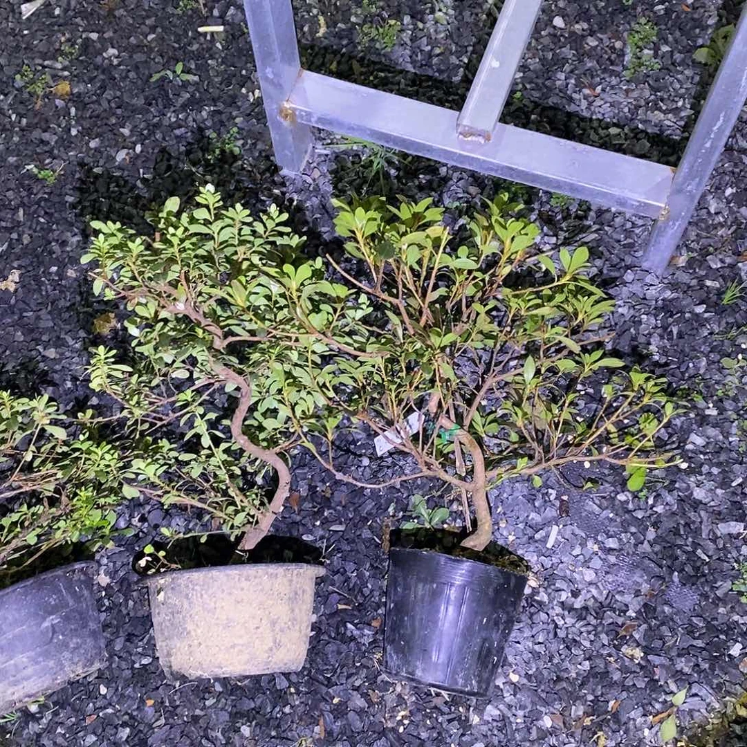 ?***歌杜鹃花岁月如歌