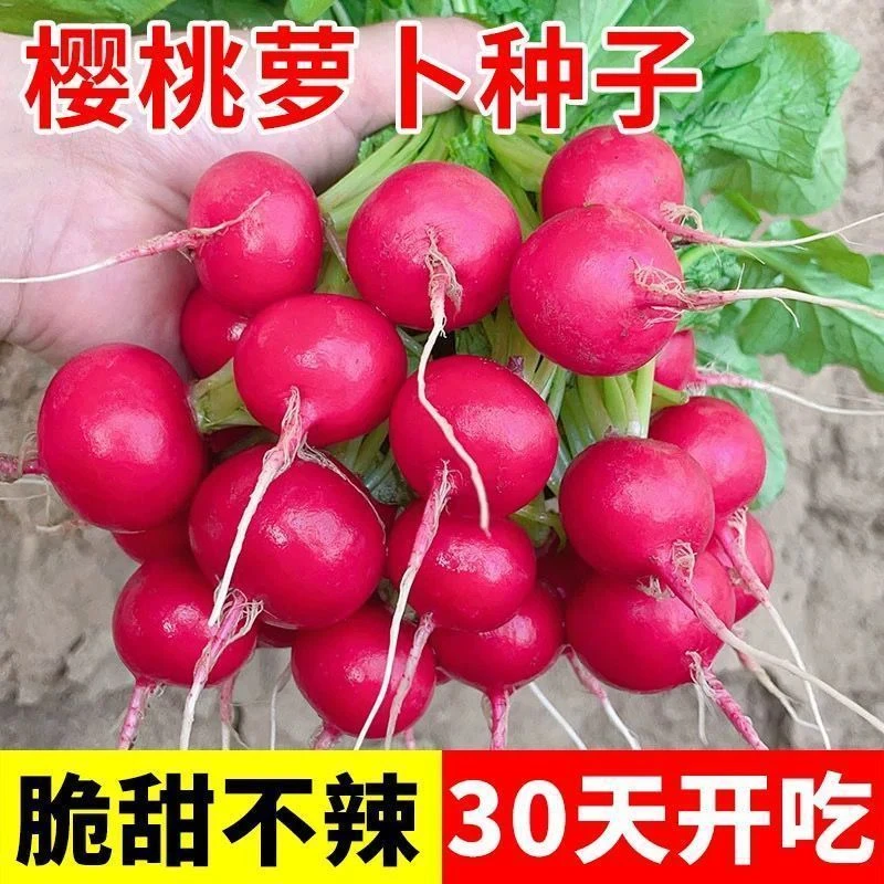 红樱桃萝卜种子高产四季可种农家阳台小院种植蔬菜红皮萝卜种子