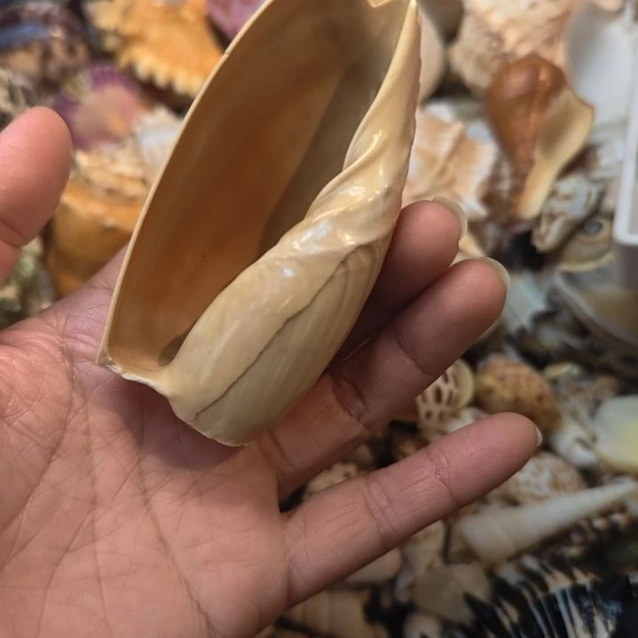 石材天然海螺贝壳