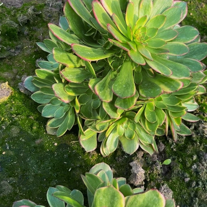 菲娜多肉植物捧花