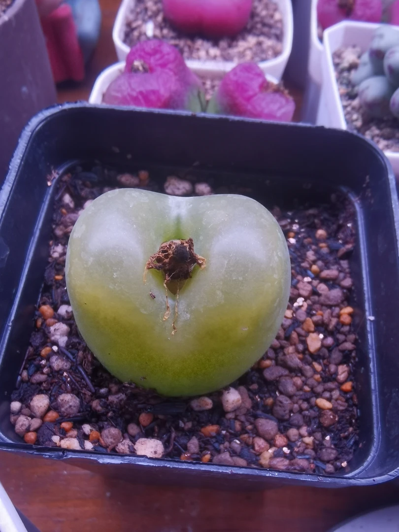 老炮多肉 肉锥 绿植盆栽②号链接