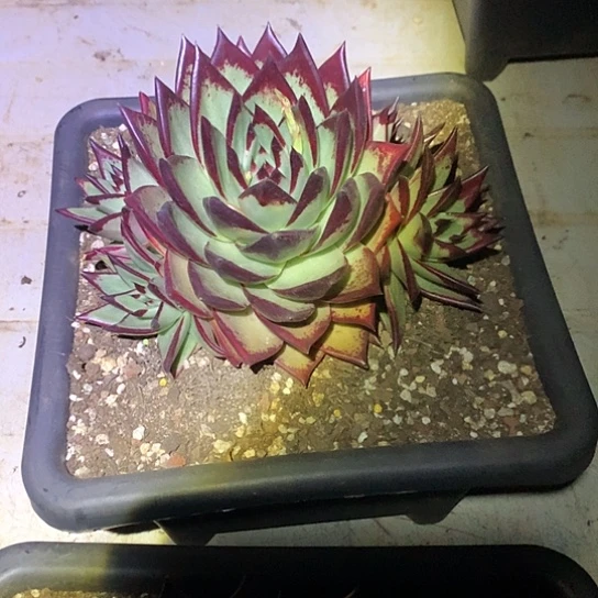 辉每日特价活动开始了哦