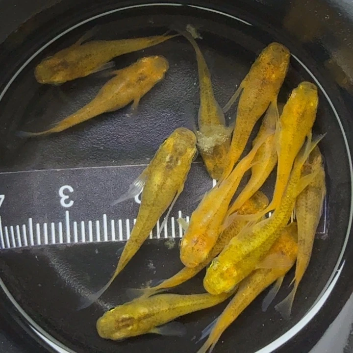 青鳉鱼短体赤虎51号