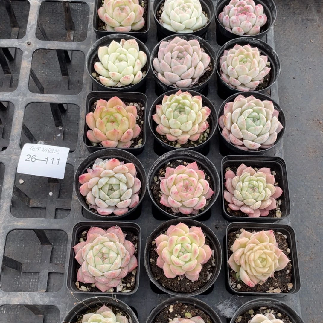 一物一拍18棵26-111