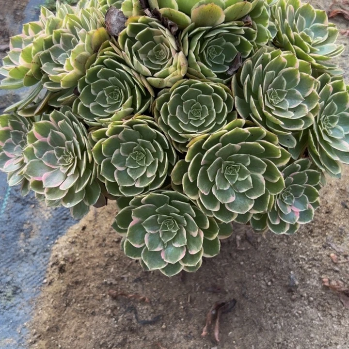 瑞妈多肉园艺443花妖