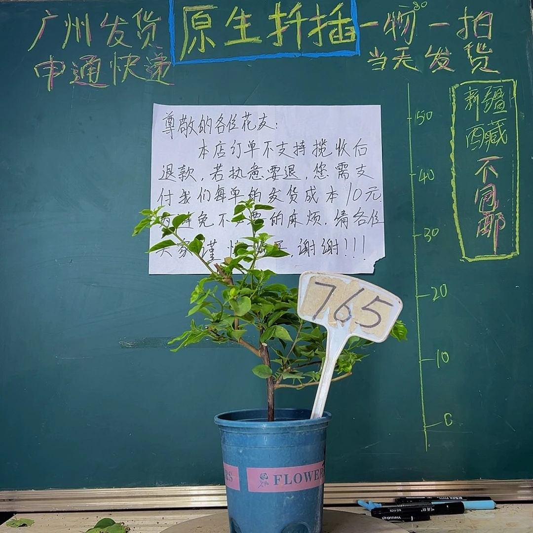 当前无花栽培后可以开花粉可爱765
