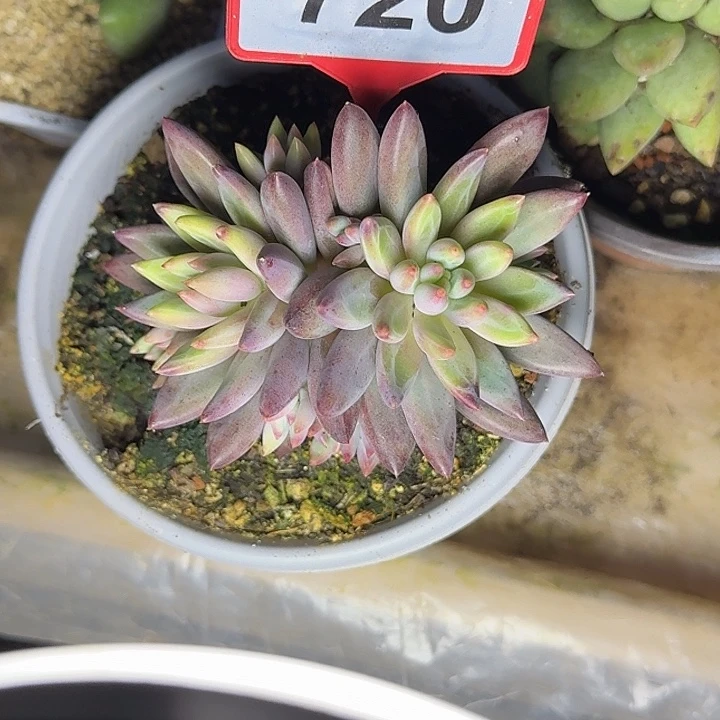 多肉植物彩体虞720
