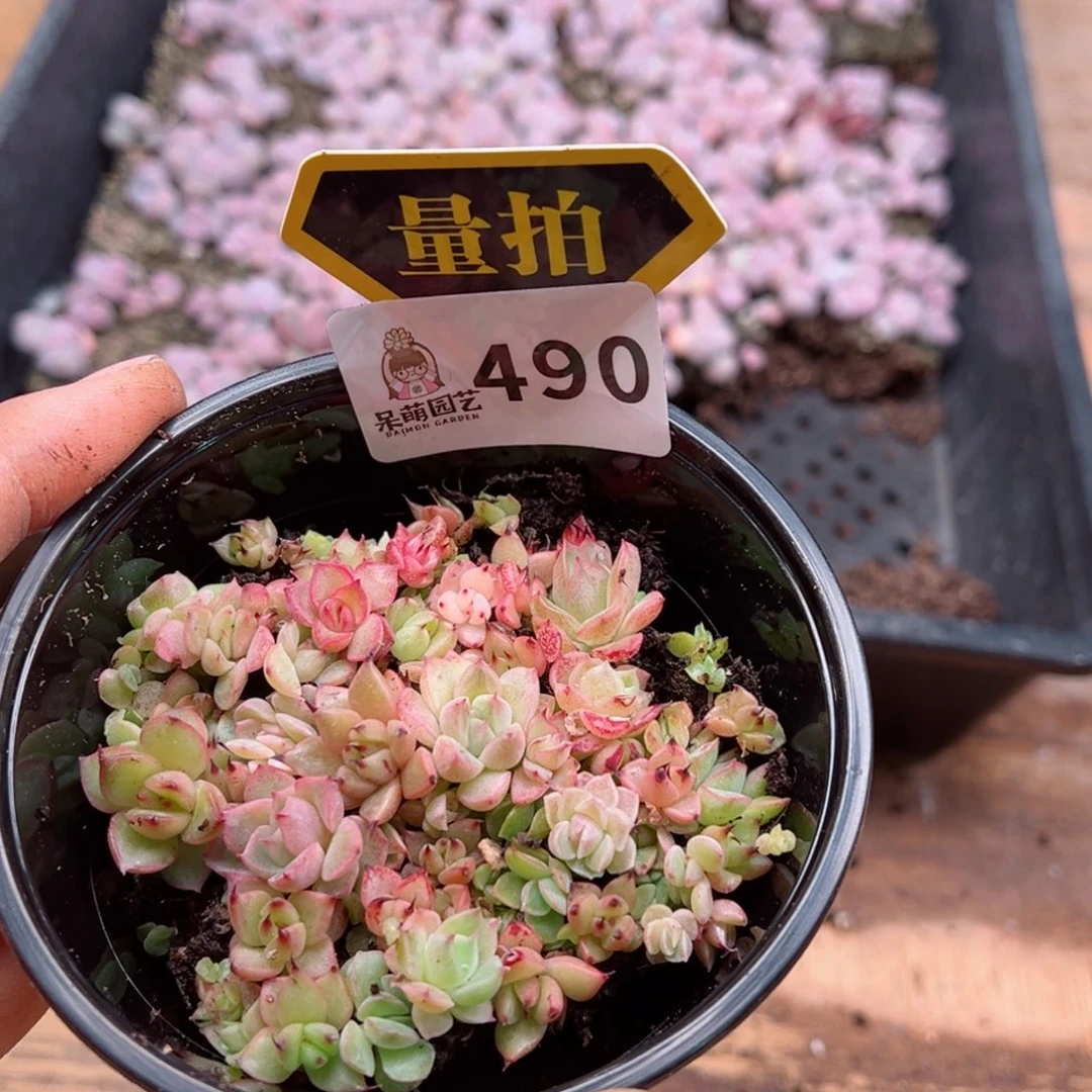 多肉植物多肉植物