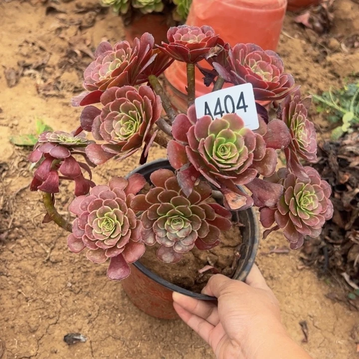 黑萝莉多肉植物404.