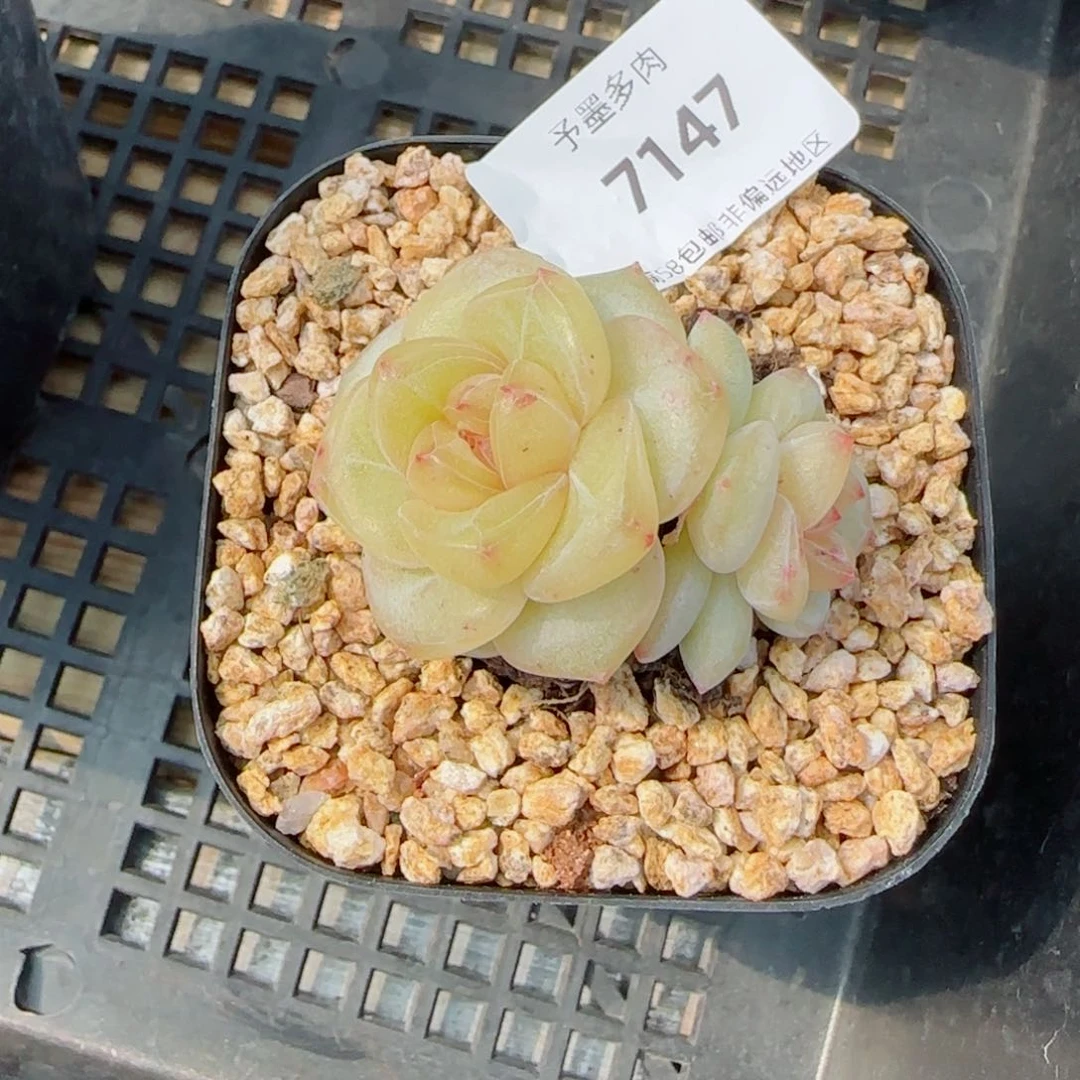 月白双头，7147多肉植物