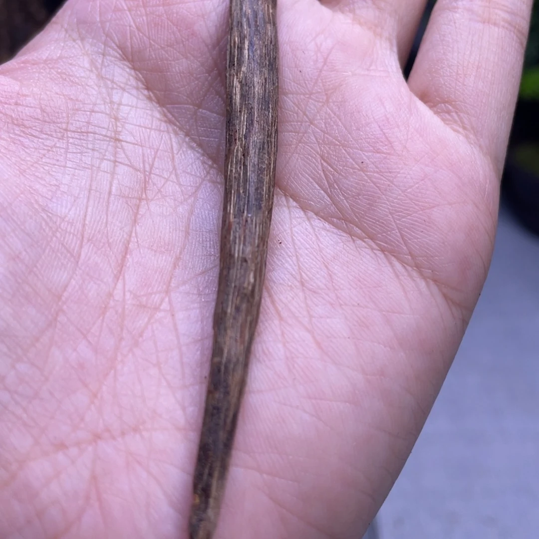 香榧木2克海南大山沉水老树心油