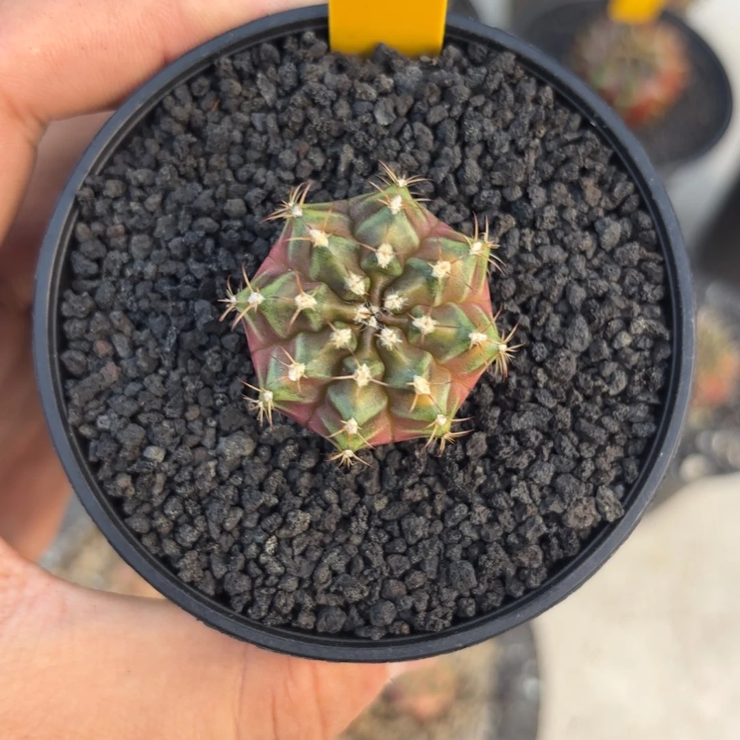 298-1129泰国发货多肉