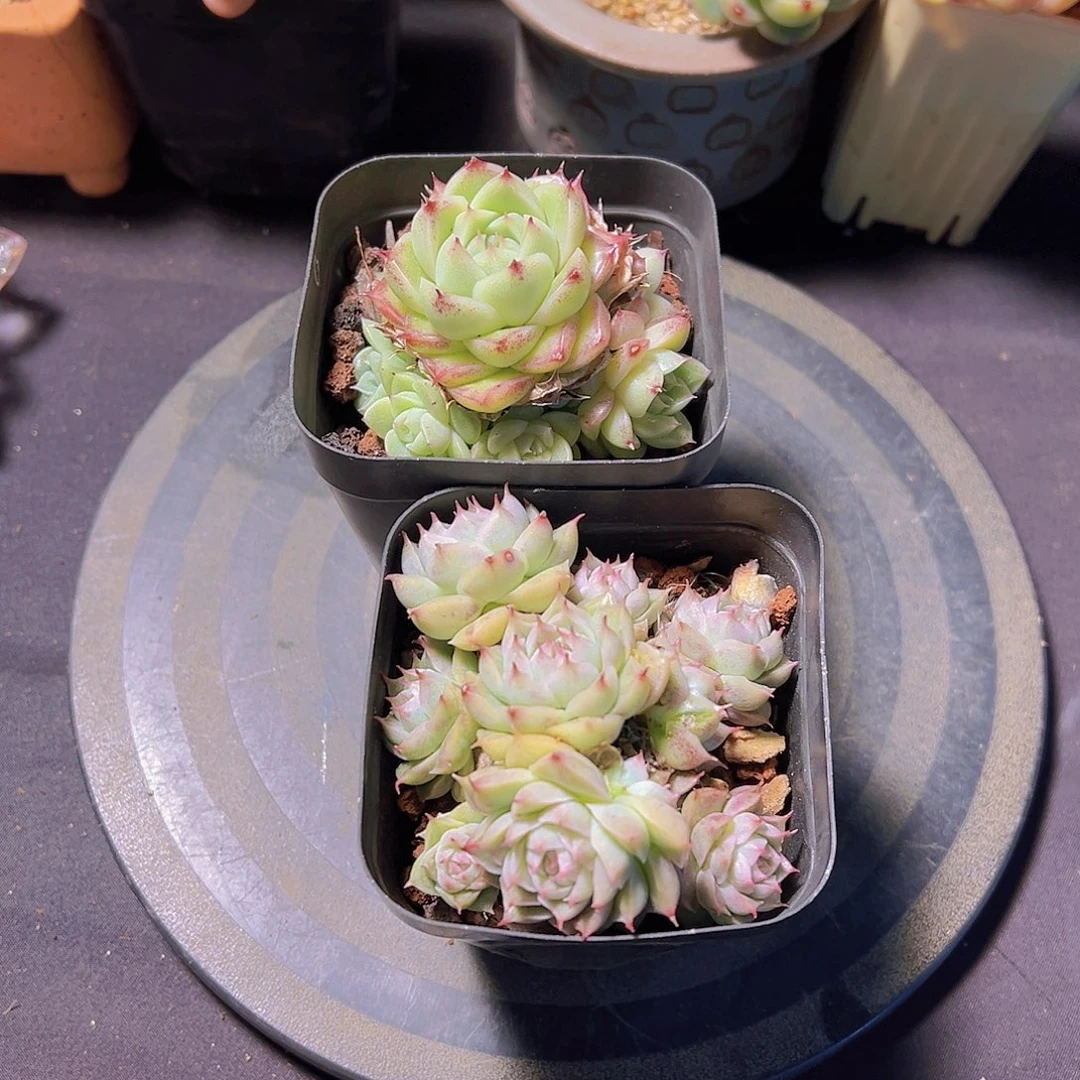 潇*妹多肉植物，多肉植物