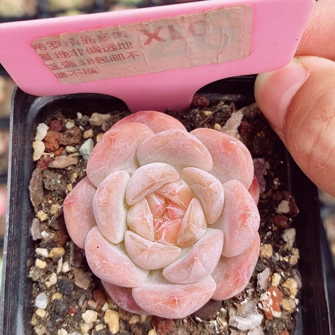 糖心5cm多肉植物