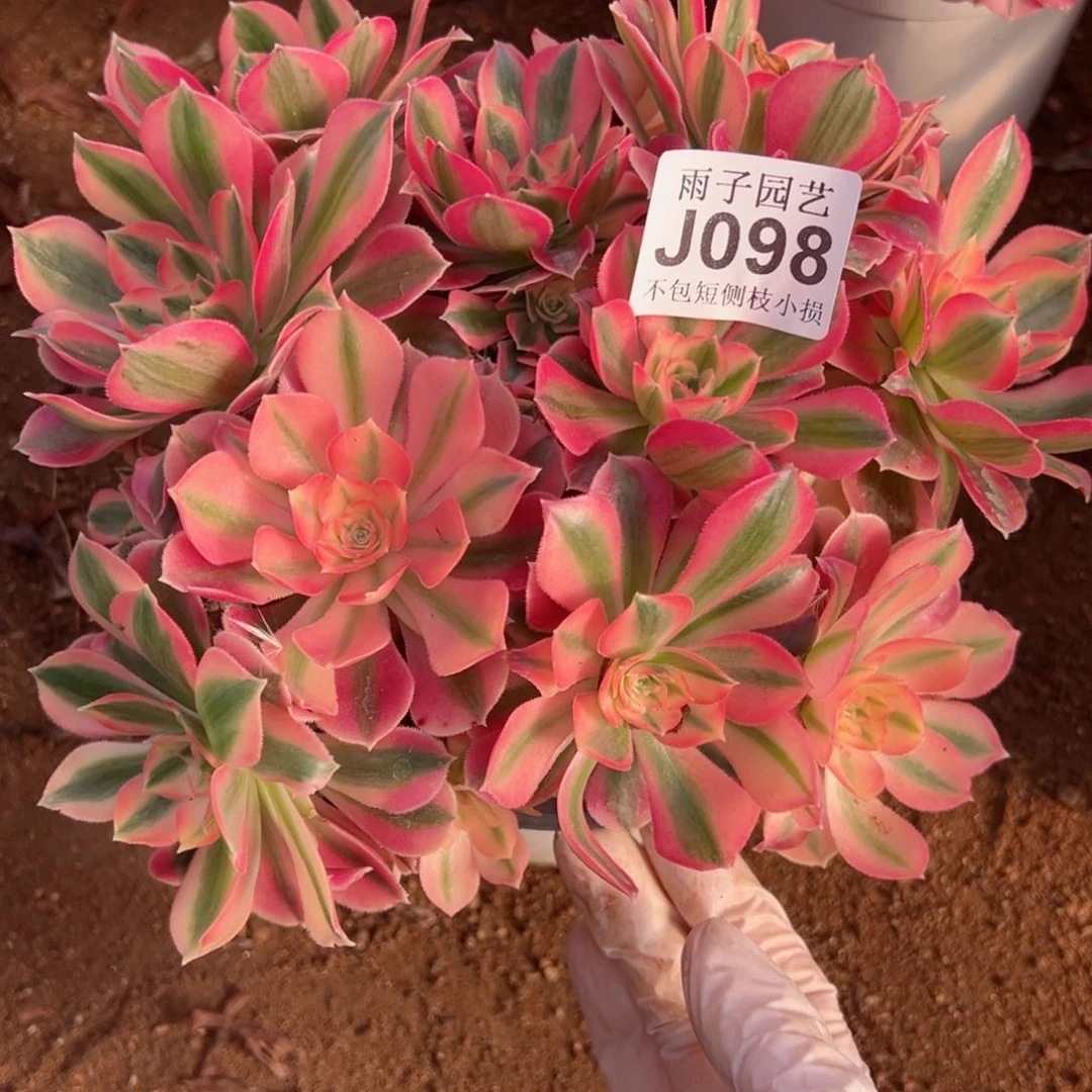 098尺寸20左右粉女巫