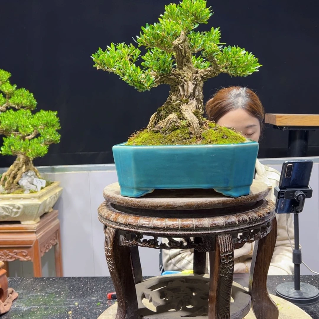 黄杨盆景老桩四季长青