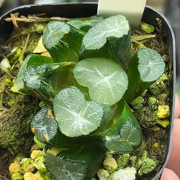 112玉龙万象锦头家多肉十二卷