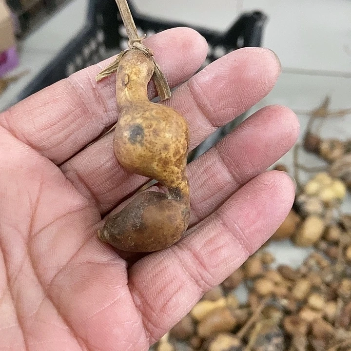 s d x j x x j z x x z x