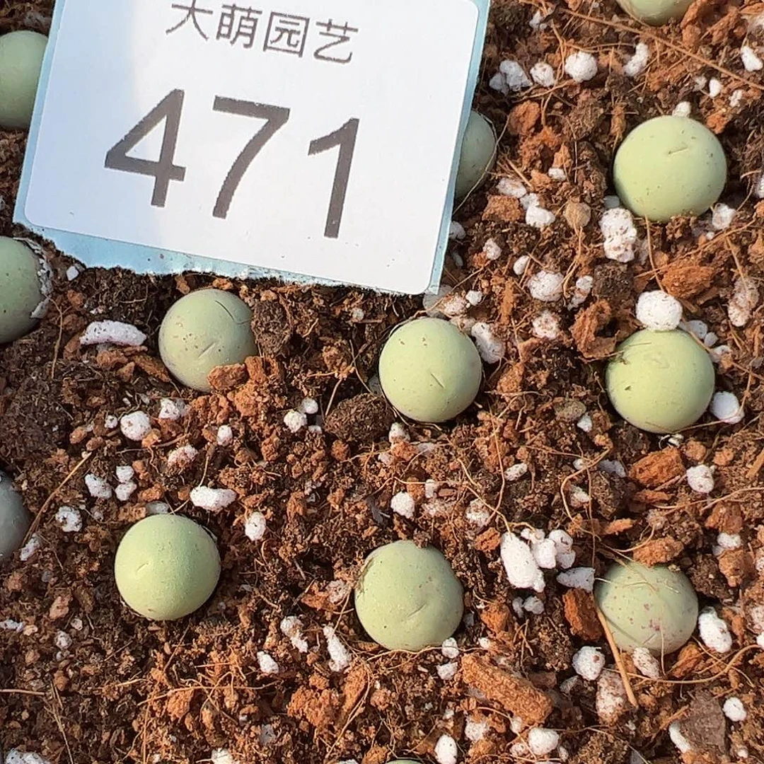 0000471量拍鸽子蛋3颗尺寸1.0上下