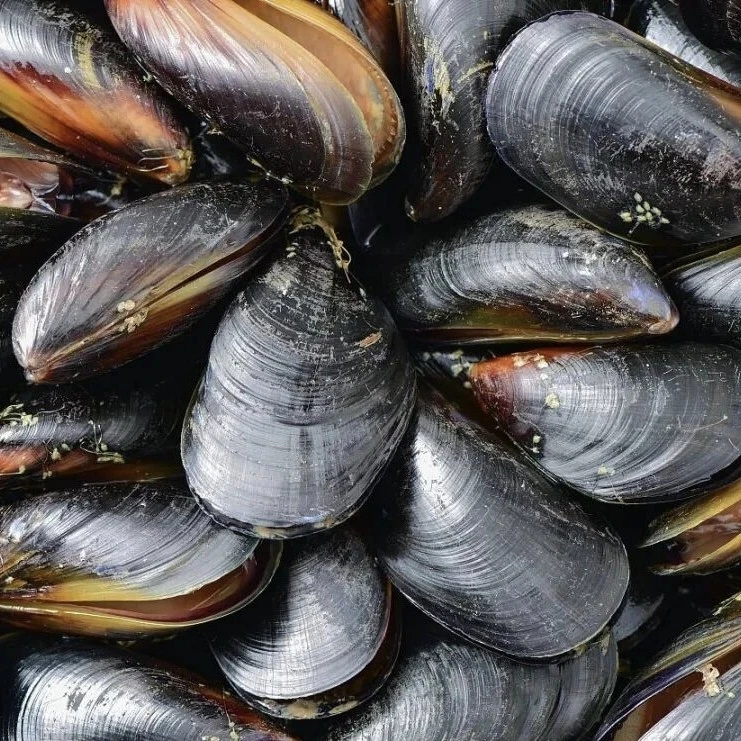 海虹1份一斤肉质肥美鲜嫩多汁配送到家