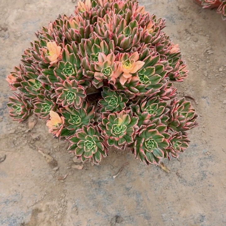 222甜茶多肉植物