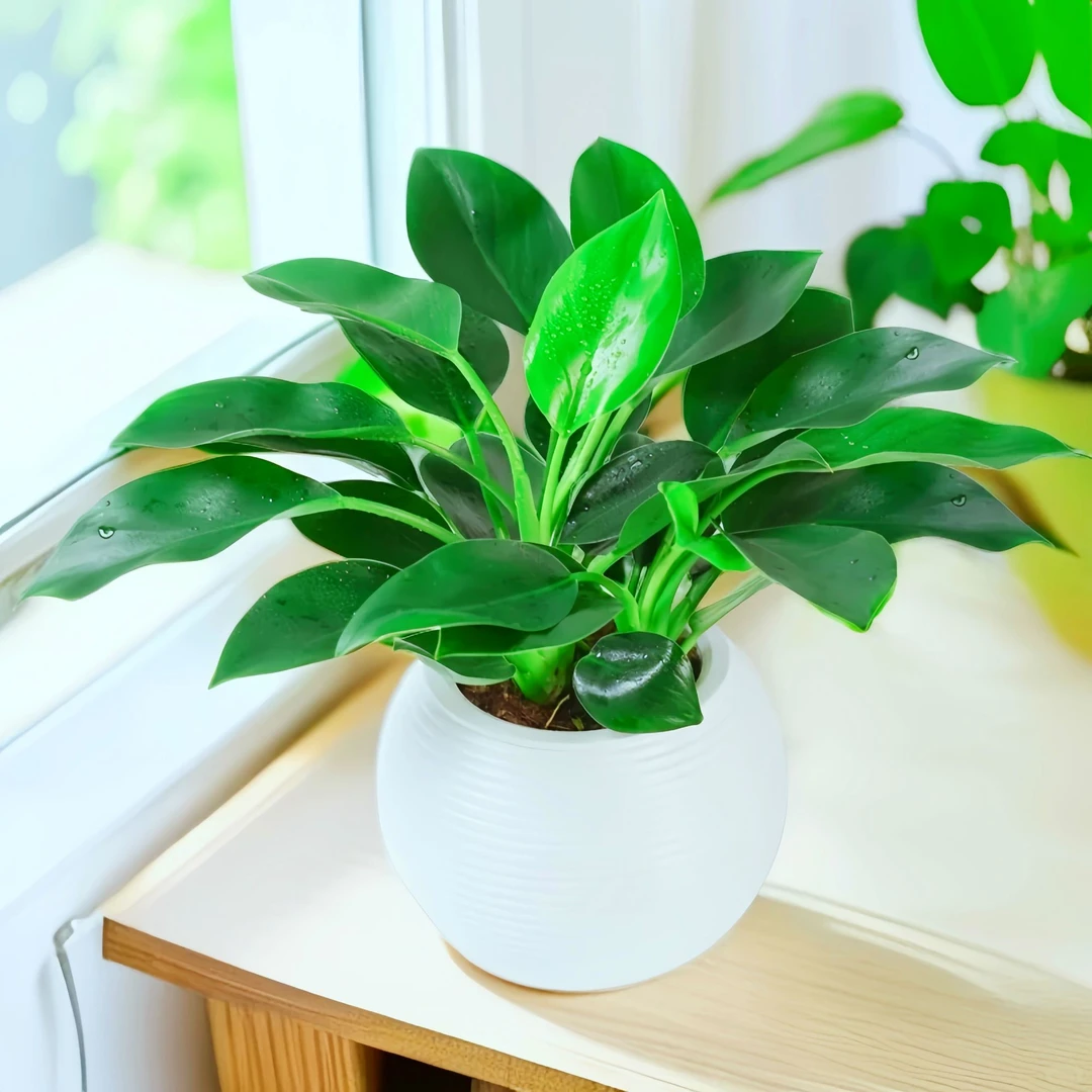 金钻绿公主好养活盆栽客厅办公室内绿植物四季常青吸甲醛水培土培