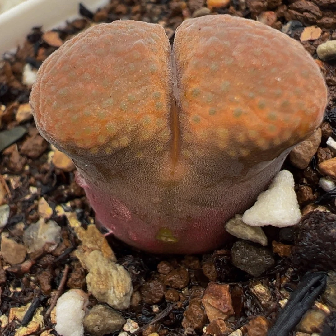 052多肉植物种类多样多
