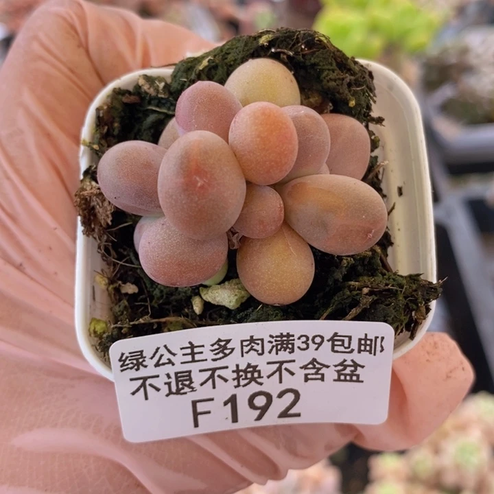 糖果美人4cm192多肉植物