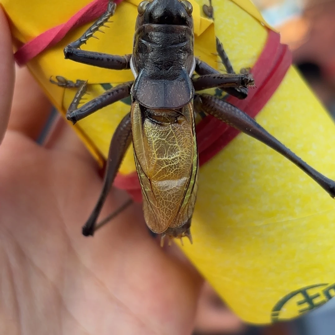 小****蝈蝈蝈蝈福福价格