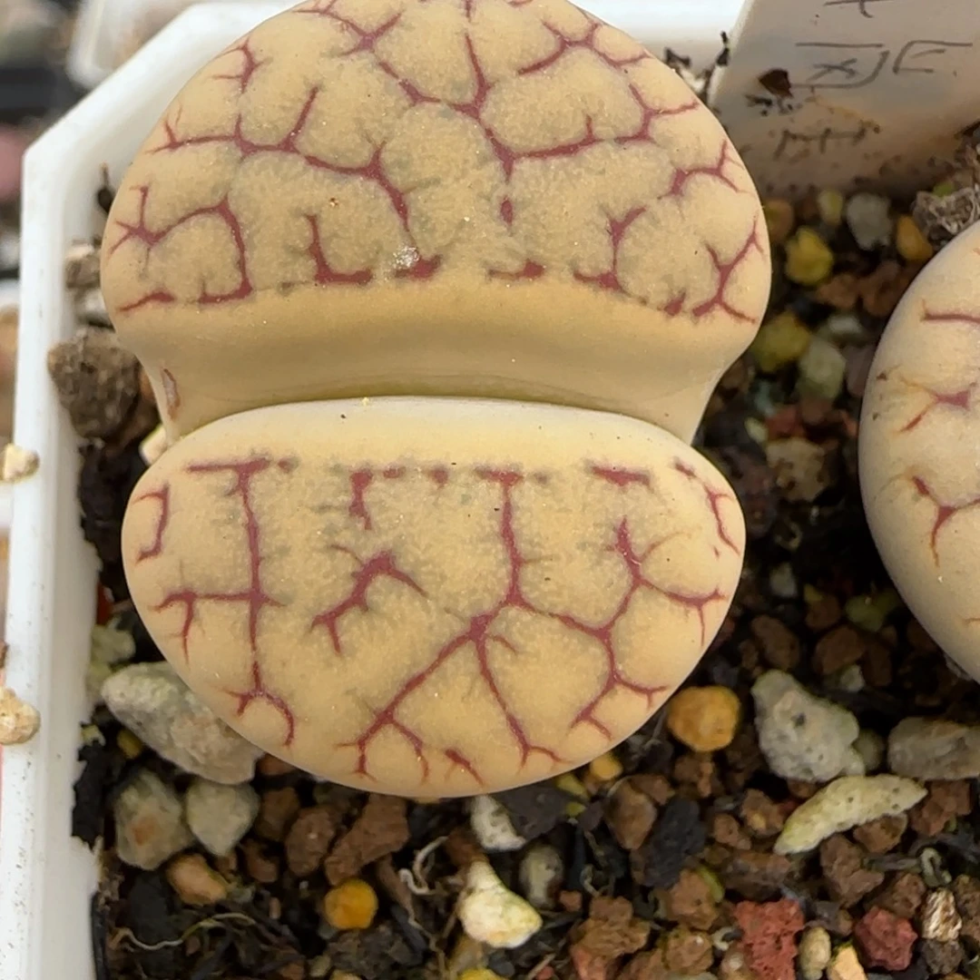 11.9。爱萌舞岚玉生石花。8050