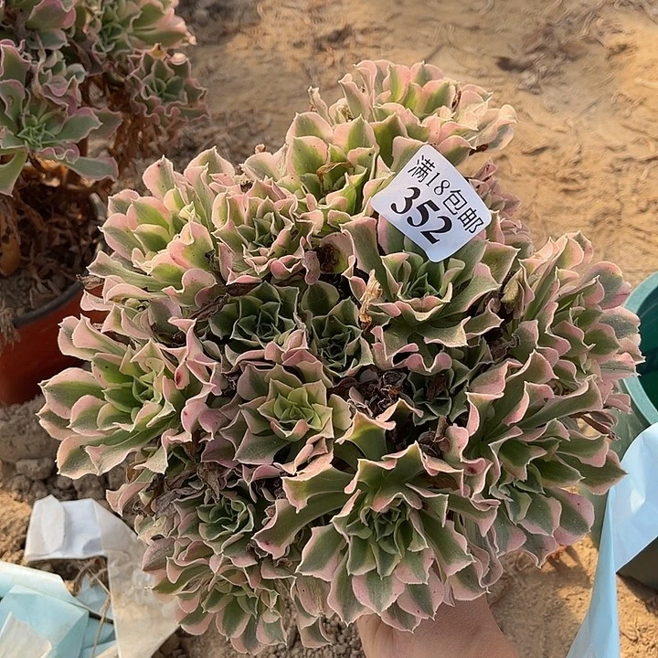 352白凤绣球4号棚